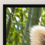 Empörter roter Panda – Gerahmtes Wandbild. 60×80 cm. 3 DETAIL. KI-Motiv.